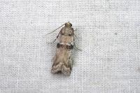 Pseudacrobasis tergestella