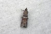 Pseudacrobasis tergestella