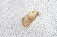 Haemerosia renalis