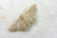 Idaea belemiata helianthemata