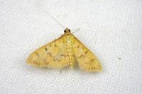 Patania balteata