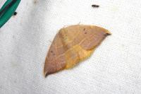 Watsonalla uncinula