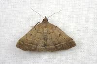 Zanclognatha zelleralis