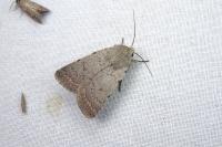 Caradrina aspersa