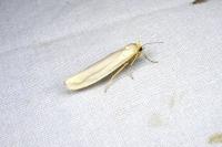 Eilema caniola