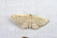 Idaea obsoletaria