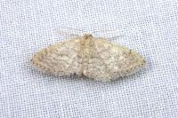 Idaea obsoletaria