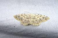 Scopula submutata roseonitens