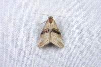 Zebeeba falsalis