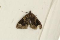 Eulithis prunata