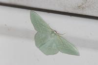 Hemistola chrysoprasaria