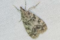 Eudonia lacustrata