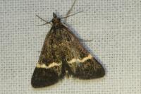 Pyrausta cingulata