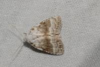 Meganola albula