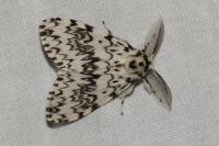 Lymantria monacha