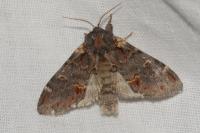 Notodonta dromedarius
