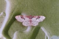 Idaea mustelata