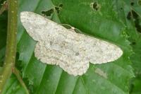 Hypomecis punctinalis