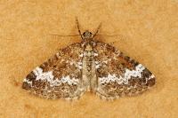 Perizoma alchemillata