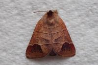 Clostera curtula