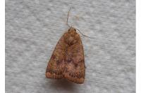 Noctua interjecta