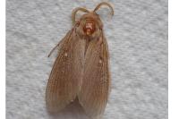 Dendrolimus pini pini