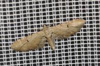 Eupithecia pimpinellata