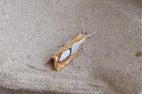 Catoptria