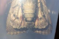 Amphipyra pyramidea