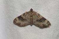 Pterapherapteryx sexalata
