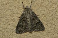 Acronicta aceris