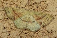 Cyclophora punctaria