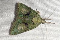 Cryphia algae
