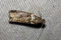 Acrobasis legatea