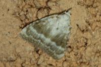 Meganola albula