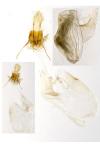 Acrobasis legatea