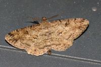 Peribatodes rhomboidaria rhomboidaria