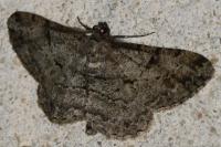Peribatodes rhomboidaria rhomboidaria