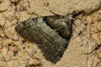 Nola cucullatella
