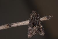 Mniotype adusta