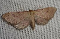 Idaea infirmaria