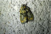 Cryphia algae