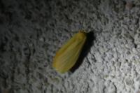 Wittia sororcula