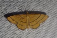 Idaea aureolaria