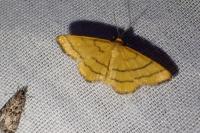 Idaea aureolaria