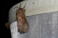 Dendrolimus pini pini