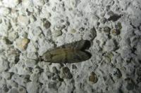 Ephestia