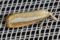 Catoptria margaritella