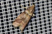 Acrobasis
