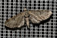 Eupithecia distinctaria